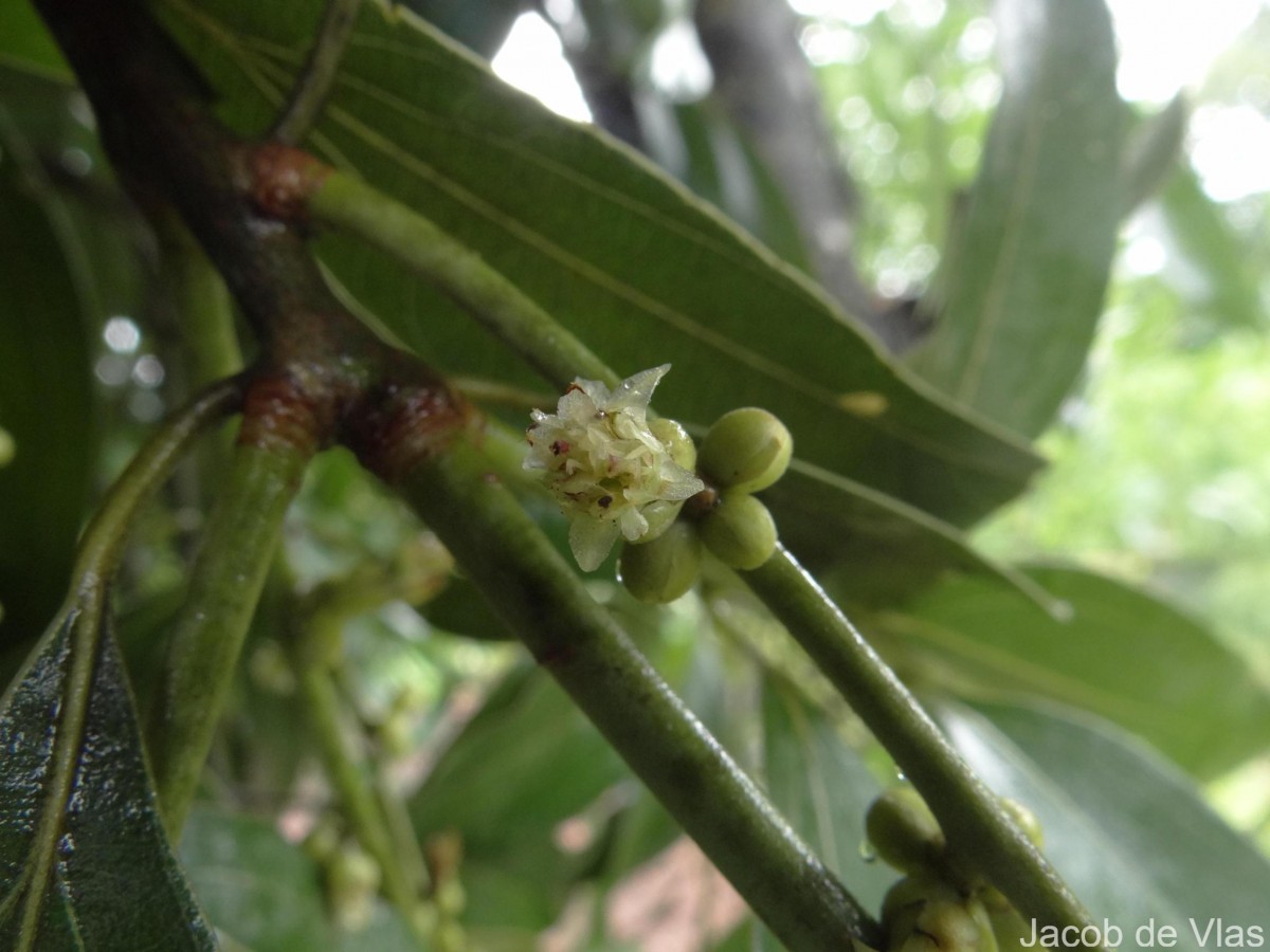 Neolitsea cassia (L.) Kosterm.